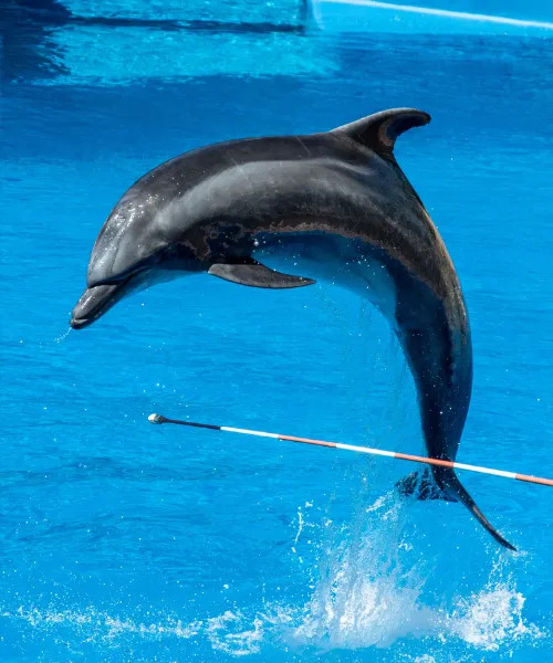 Dubai Dolphinarium (General Pass)