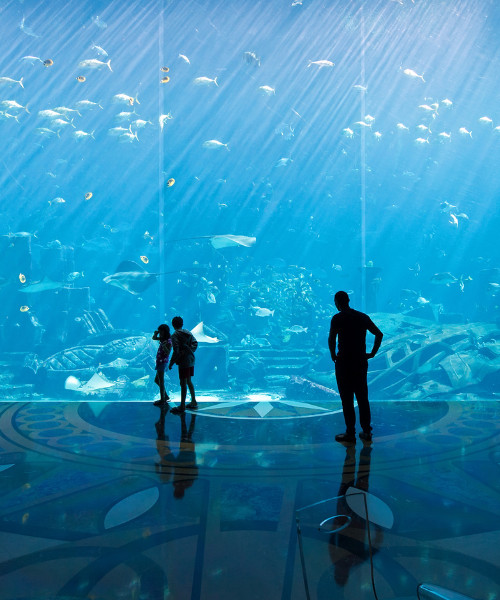 The Lost Chambers Aquarium