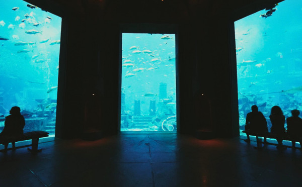 The Lost Chambers Aquarium